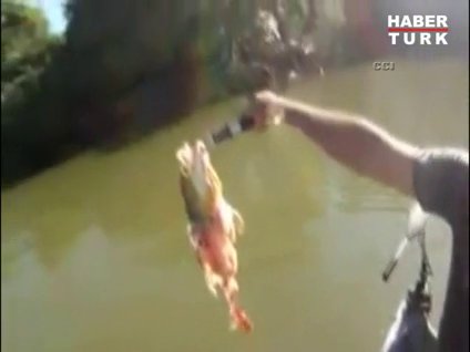 Tuttuğu balığı piranalar kaptı!