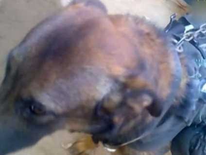 Taliban Amerikan köpeğini esir aldı