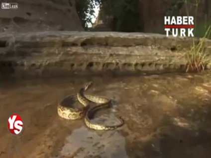 Karıncalar pitonu canlı canlı yedi!