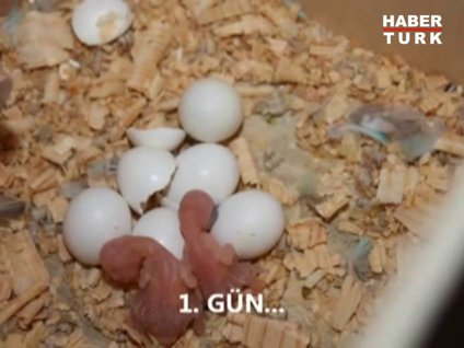 Muhabbet kuşunun ilk 30 günü