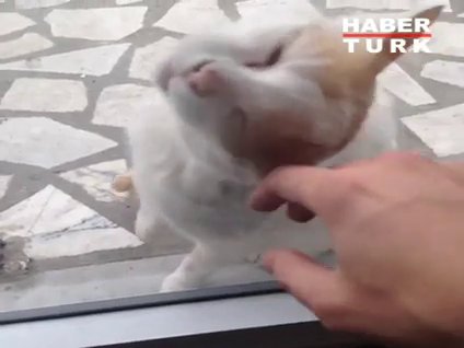Kedini pencere arkasından sevdirmeye çalışan kedi