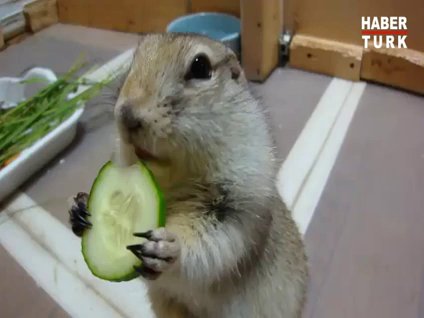 Karnını böyle doyurdu