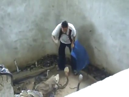 Kobra tokatlayan adam