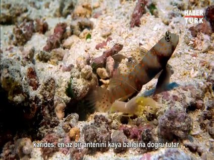 Kaya balığı ve karidesin müthiş yardımlaşması