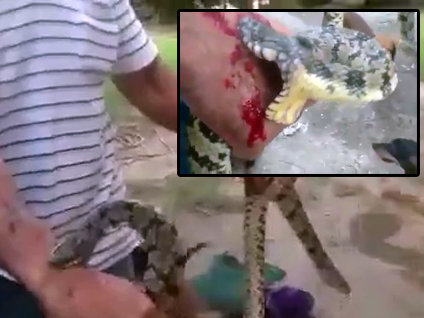 Yılanlara kendini ısırttı, sonra köpeklere yem etti!
