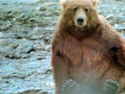 Ayılar nasıl yapıyor?