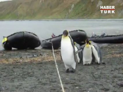 Penguenler için amansız engel!