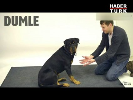 İllüzyon ile köpekleri kandırdı