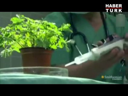 Bitkiler tehlike hissedince ne yapar?