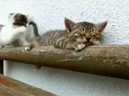 Kardeşini uyandıramayan kedi!