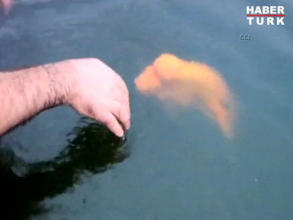 Kendini sevdiren balık