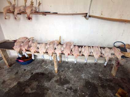 Ankara'da kaçak tavukçuya baskın yapıldı