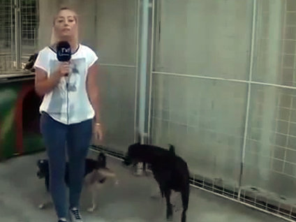 Canlı yayında köpek, sunucunun...