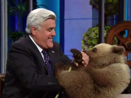 Hiperaktif yavru ayı