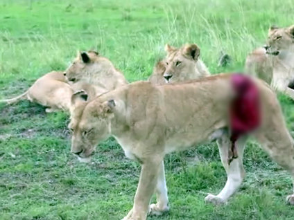 Bufalo tarafından yaralanan aslana yardım eli