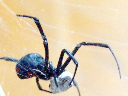 Canlı canlı yediler!