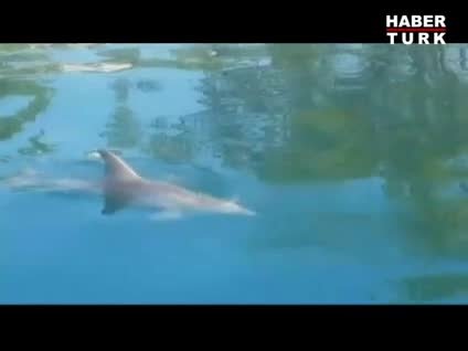 Sürüden ayrılan yavru yunus balıkçıların davetsiz misafiri oldu