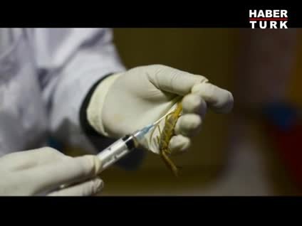 Akrep ve yılanlardan alınan zehirle şifa buluyorlar