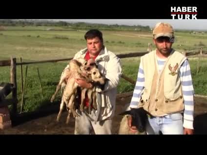 Koyundan tek seferde 5 kuzu