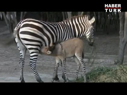 Yarı eşek yarı zebra