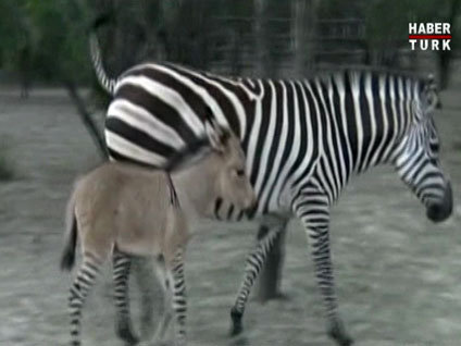 Üstü eşek altı zebra!