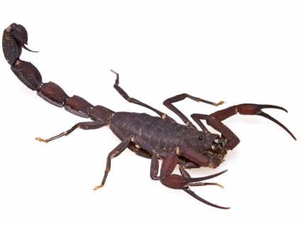 Türkiye'nin öldüren böceklerine dikkat