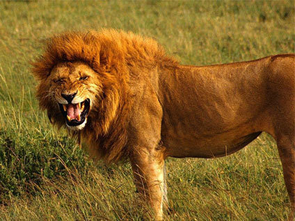 Üzerine gelen aslanı son saniyede vurdu!