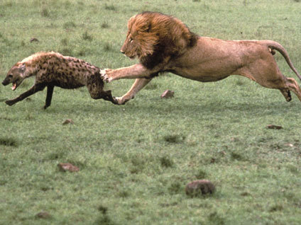 Aslan öyle bir şey yaptı ki!