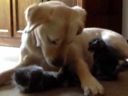 Kedilere annelik yapan köpek