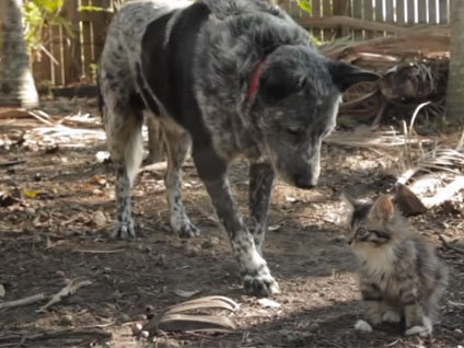 Engelli kedinin en iyi arkadaşı bu köpek