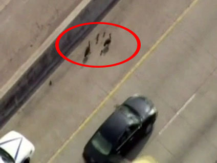 En sevimli trafik çilesi