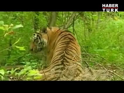 Rus lider Putin kaplanlarını serbest bıraktı