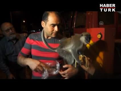 Maymun tavuskuşundan korktu ve olanlar oldu