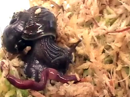 Salyangozun saldırma anı!