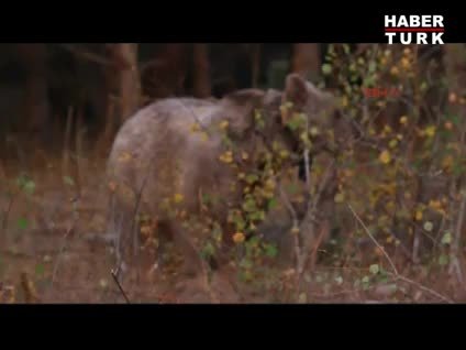 Ormanları birde ayı ve kurtların gözünden izleyin