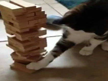 Jenga oynayan kedi