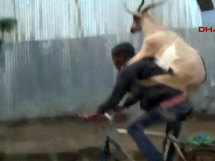 Keçiden sırt çantası!