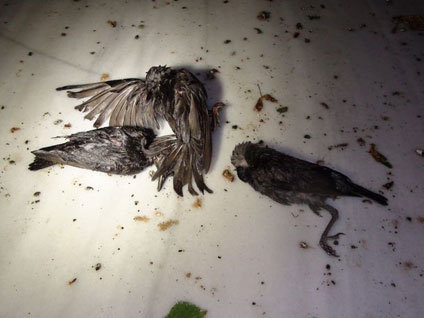 Yozgat'ta korkutan görüntü