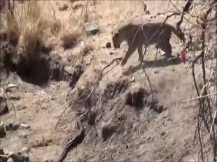 Leopar ve piton karşı karşıya gelirse...