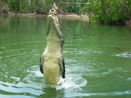 Timsaha yem olmak için çabalayan adam