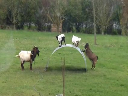 Hayat keçilere güzel