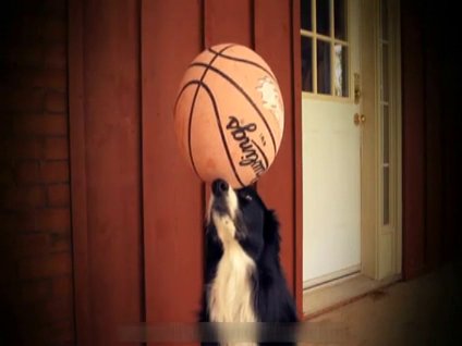 Bu köpek tam bir denge ustası