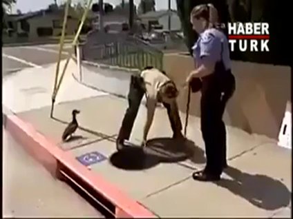 Polislerden yardım isteyen ördek!