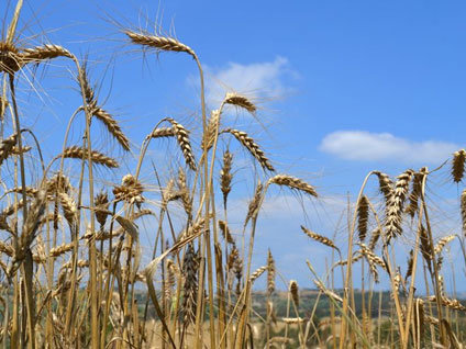 Arpa ve buğday ithalatı için ihale açıldı