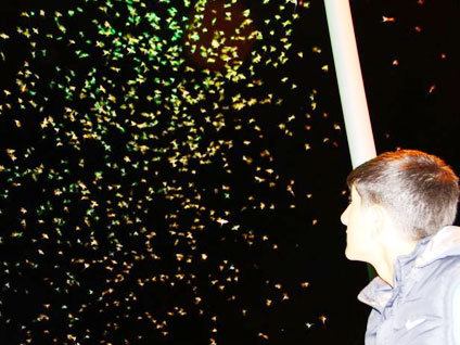 Kelebeklerin ölüm dansı Sakarya'da tam bir görsel şova dönüştü