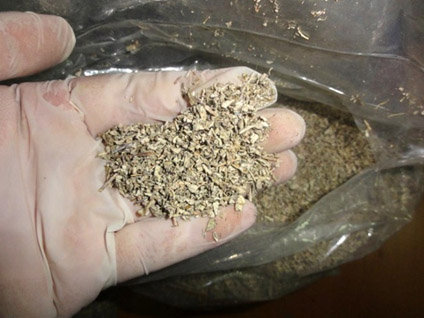 " Bonzai " her geçen gün daha çok can alıyor