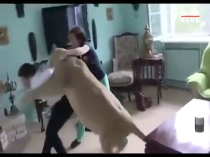 Evde beslenen aslan misafire saldırdı