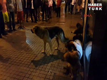 Sokak köpekleri sahibini böyle savundu!