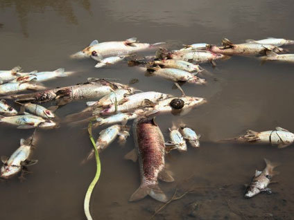 Kars Çayı'nda dehşet görüntü