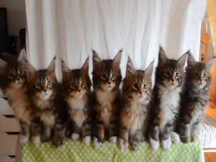 Yavru kedilerin inanılmaz gösterisi